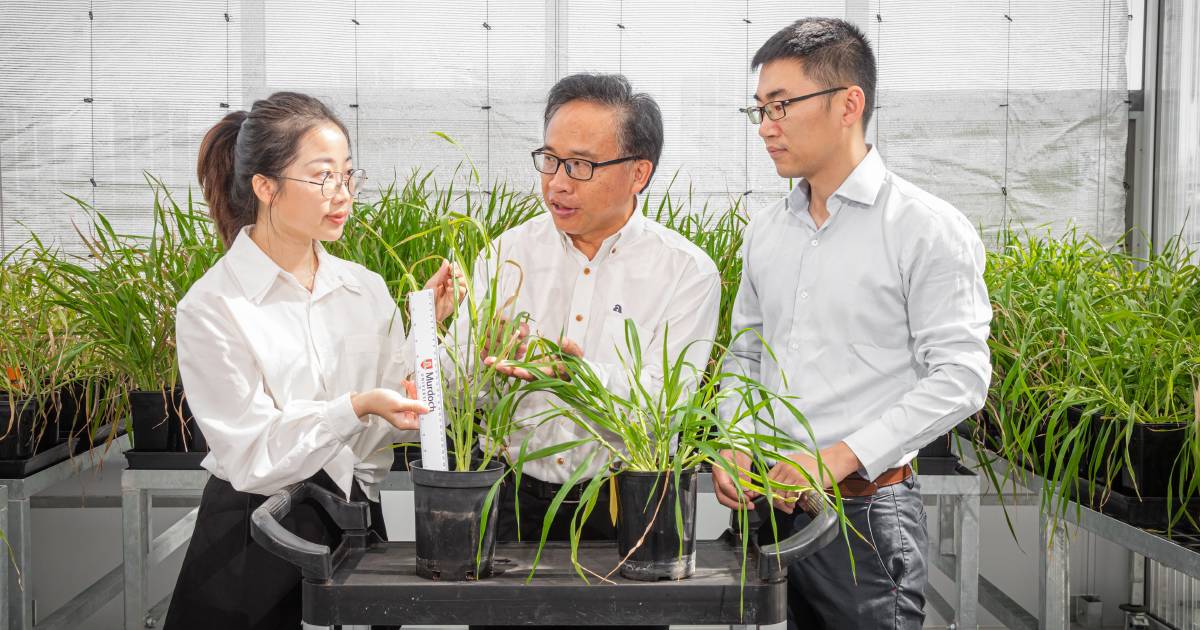 Barley gene adapts to a changing climate