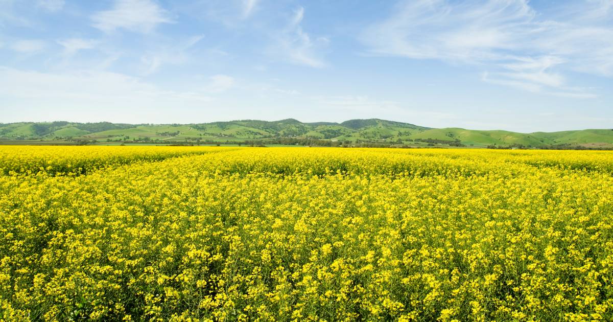 Predictions canola planting area will drop