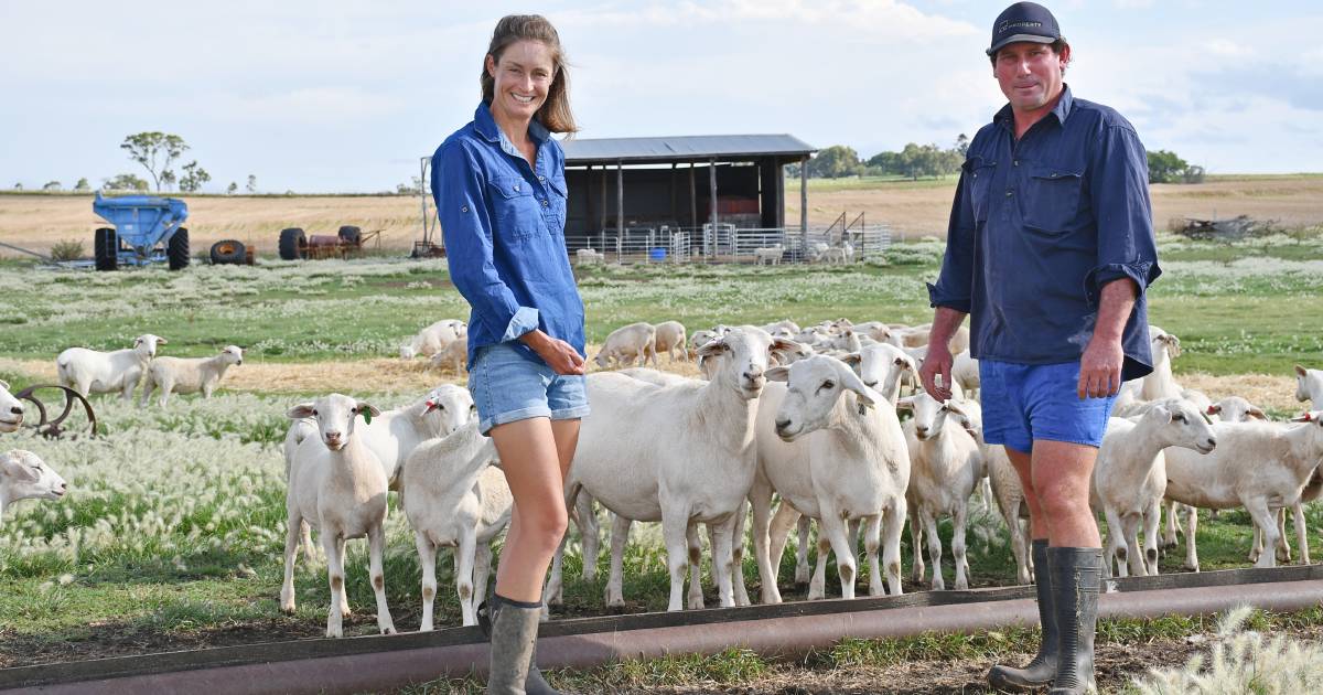 Allora’s Carla and Jim Pidgeon’s plans for on-farm Aussie White feedlot and AI facility | Queensland Country Life