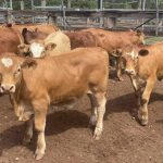 NT Buffalo Industry Council and AgriFutures buffalo handler research delivers | North Queensland Register