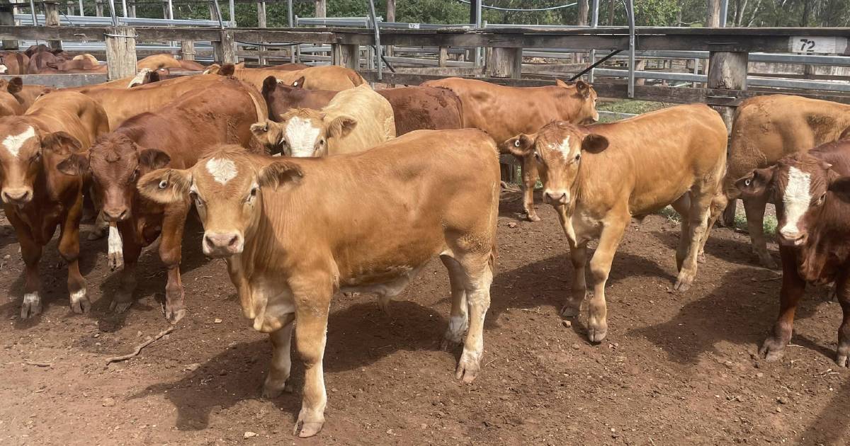 Gayndah heifers reach $1702 at Eidsvold cattle sale