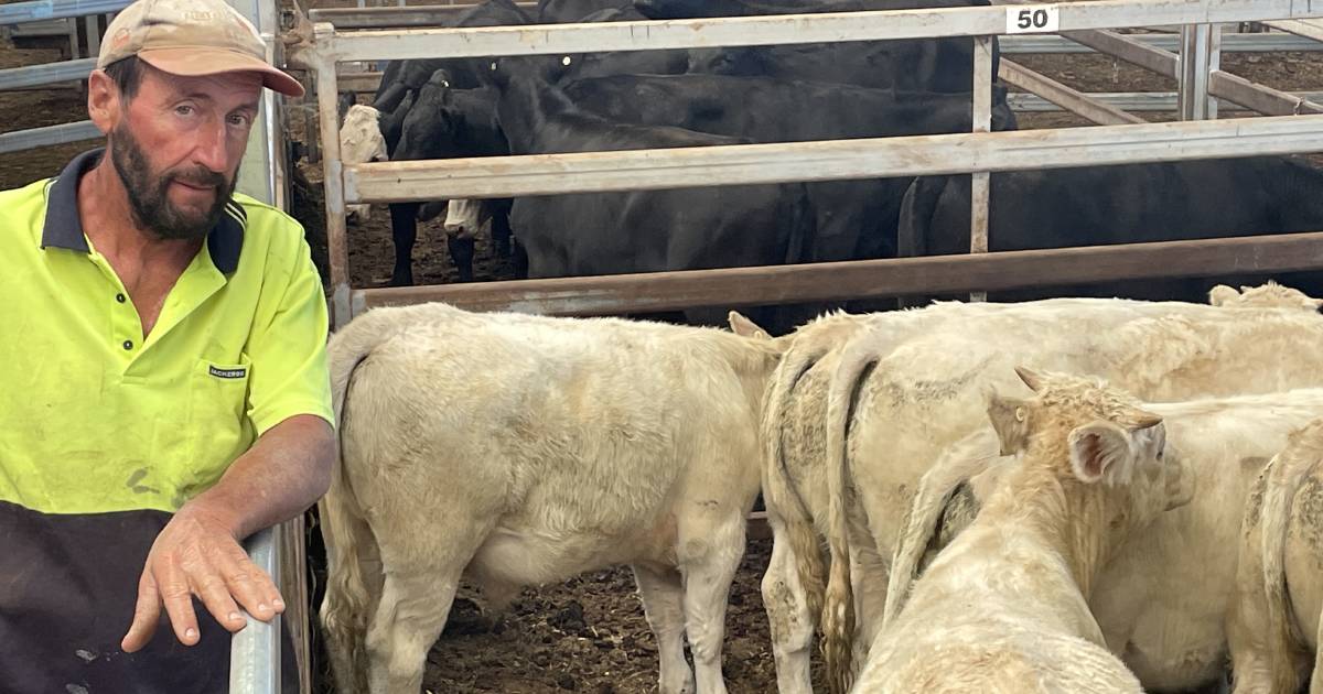 Feeder steers at Wodonga sell to $1880 | The Land