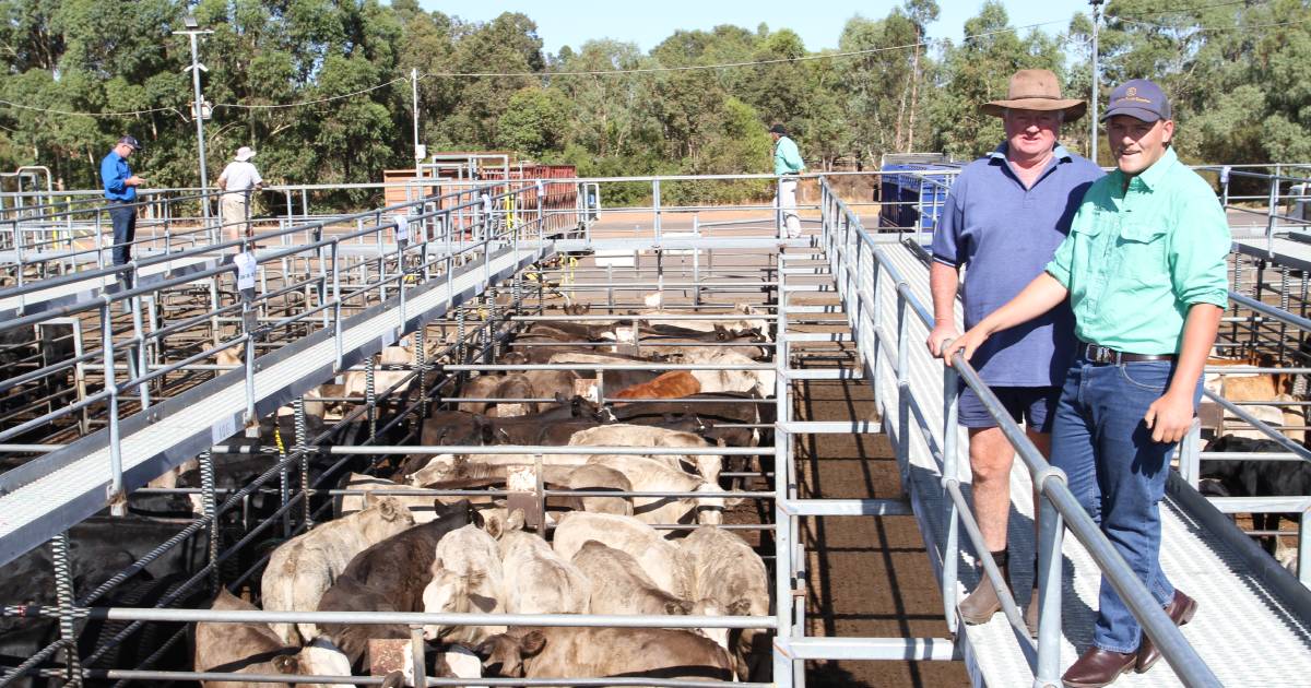 Beef steers top $2074 at Nutrien Livestock Boyanup special cattle sale | Farm Weekly