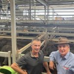 Karori Merinos average $1570.