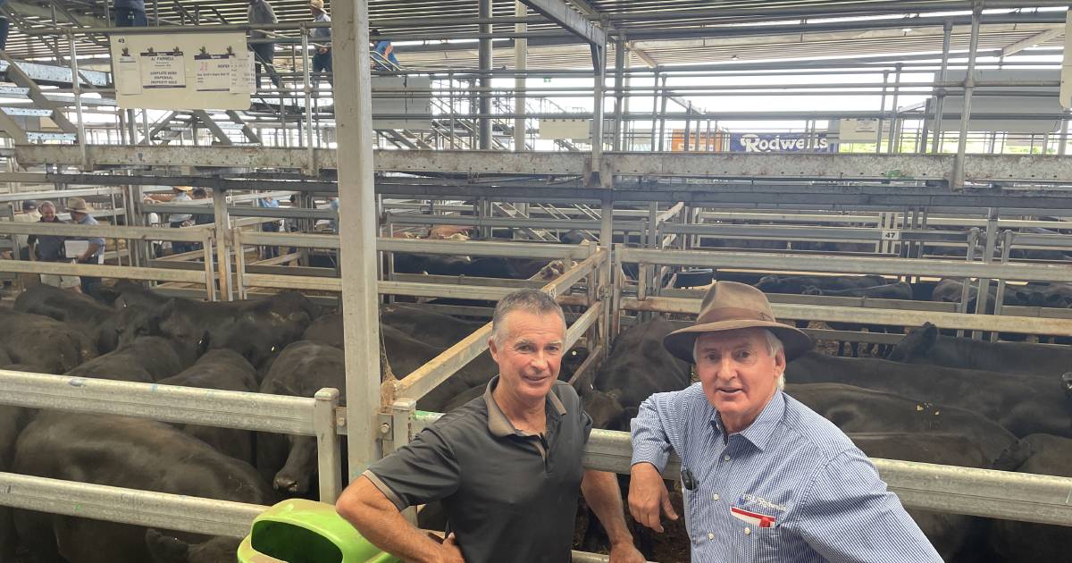 Feeder steers topped at $2050 at Wodonga | The Land