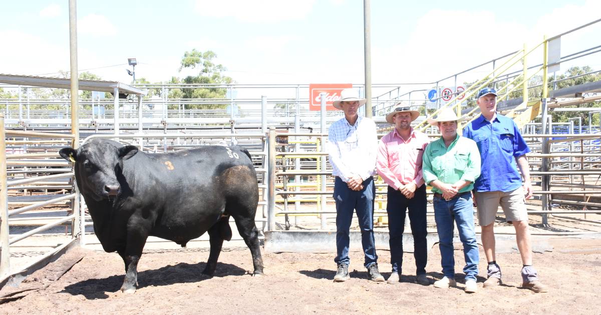 Blackrock S50 sells for $26,000 at the Boyanup Saleyards | Farm Weekly