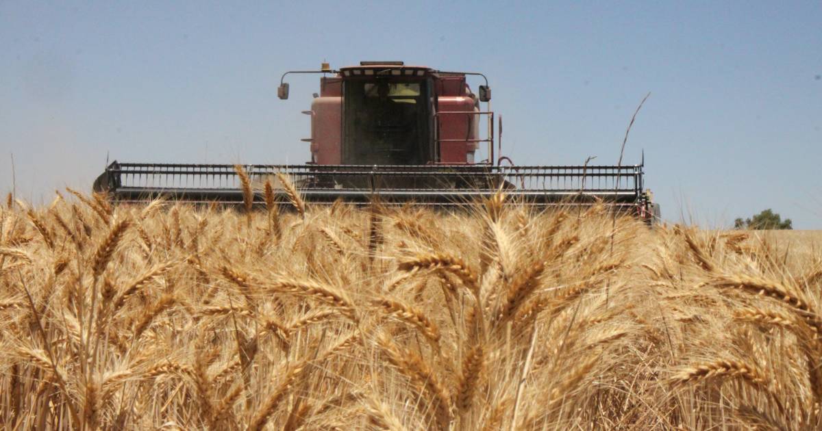 End of harvest called as records are smashed