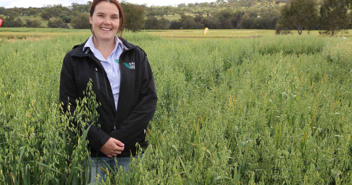 Oat trials to be sync with farmers