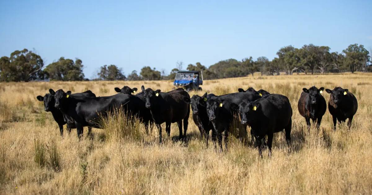 Ellerslie Park's productive basalt and granite soils | Video