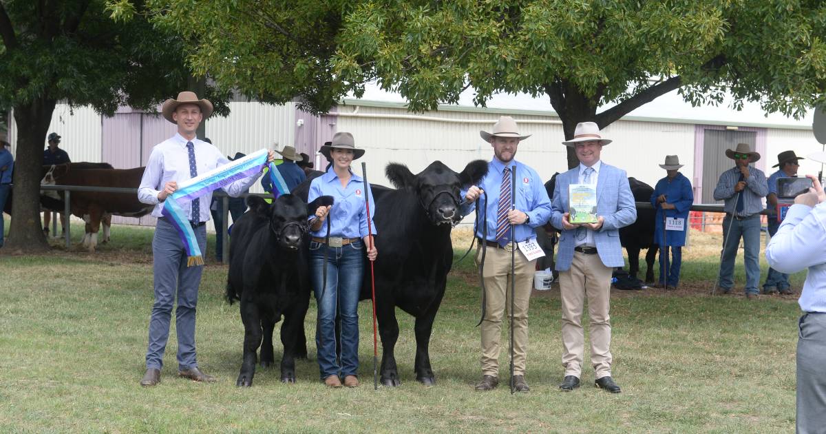 Canberra Royal 2023: Simmental results