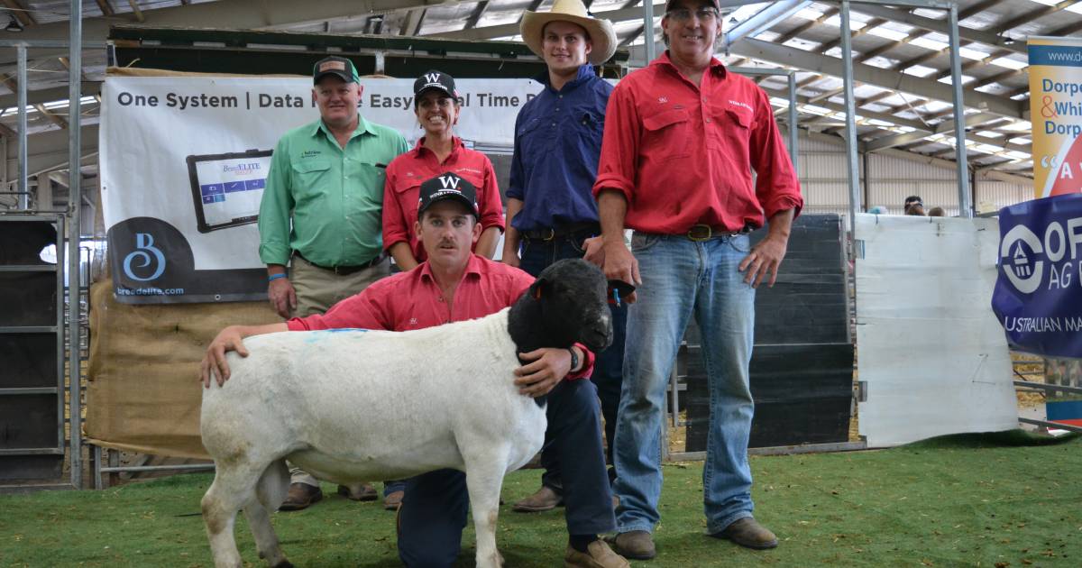 Queensland buyer cleans up top rams at Eastern Region Dorpers