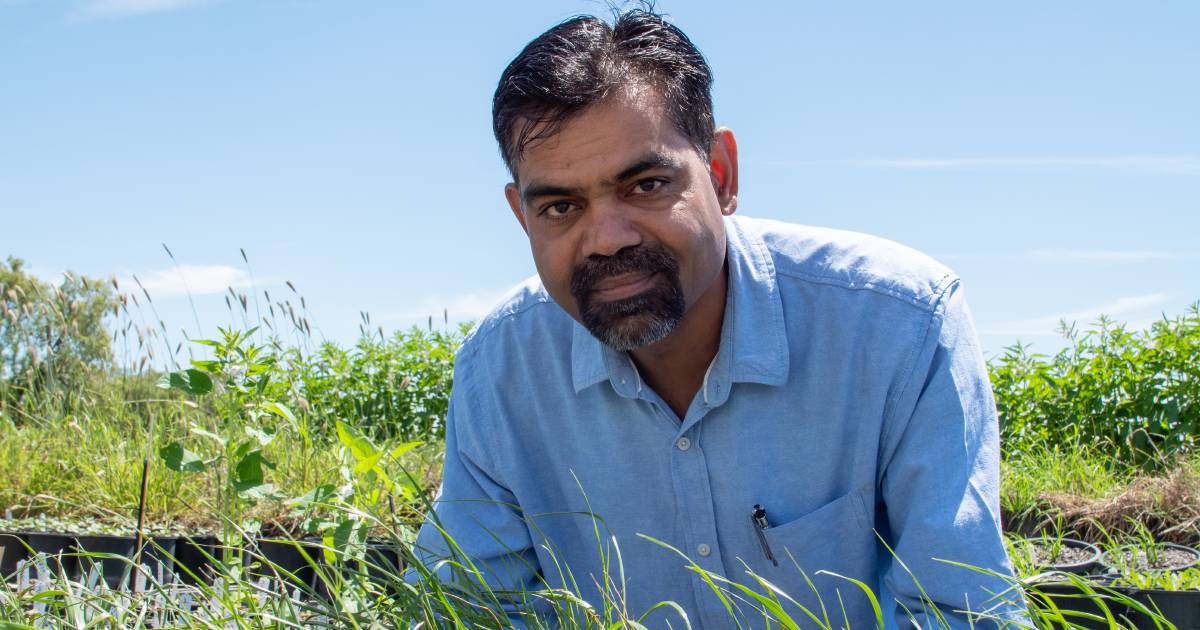 Scientists find ryegrass germinating in summer