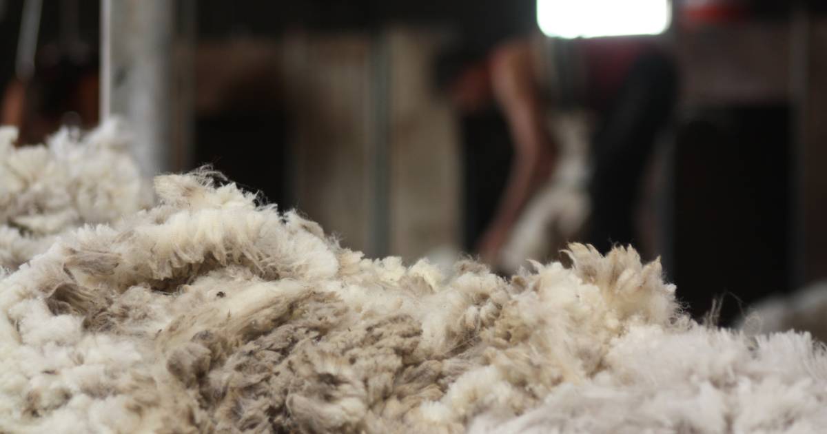 Click go the shears with new ways to bolster wool industry