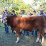 Callide Dawson Carcase Competition entries rise for 2023 | Queensland Country Life