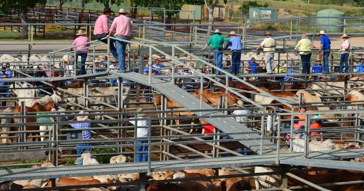 Better bred steers sell for 460c/kg at Charters Towers