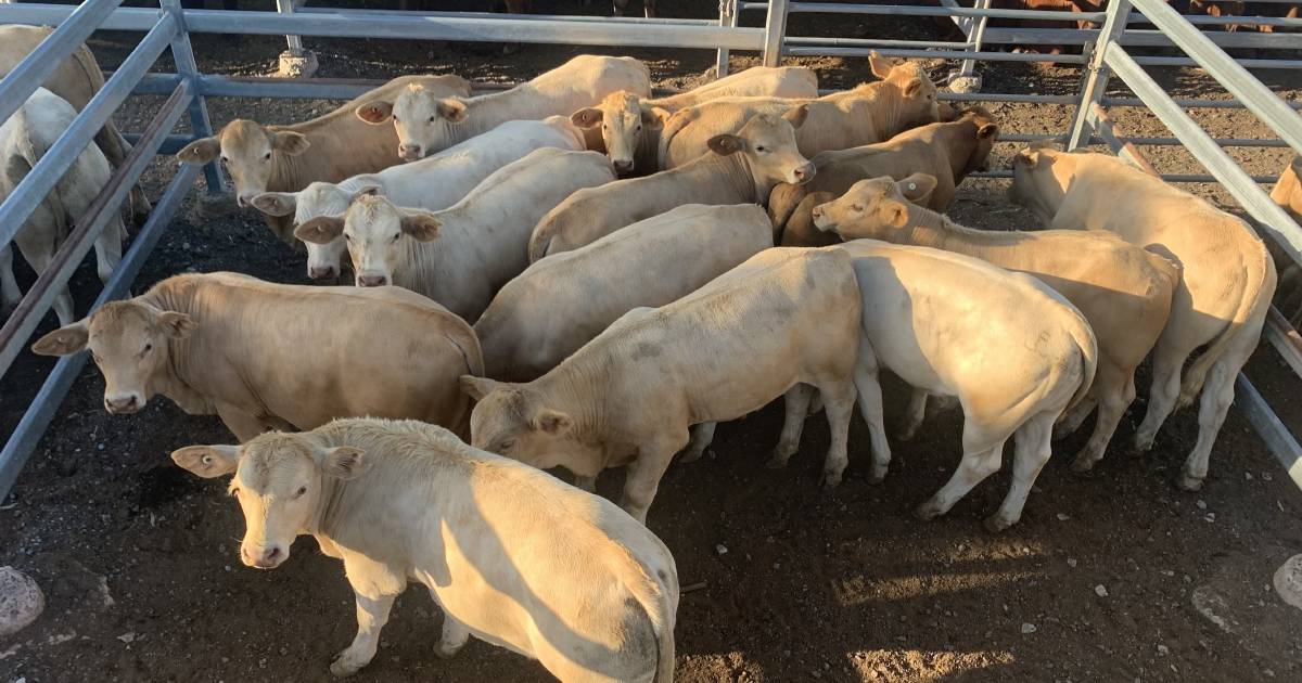 Steers crack $1860 at Toogoolawah store cattle sale