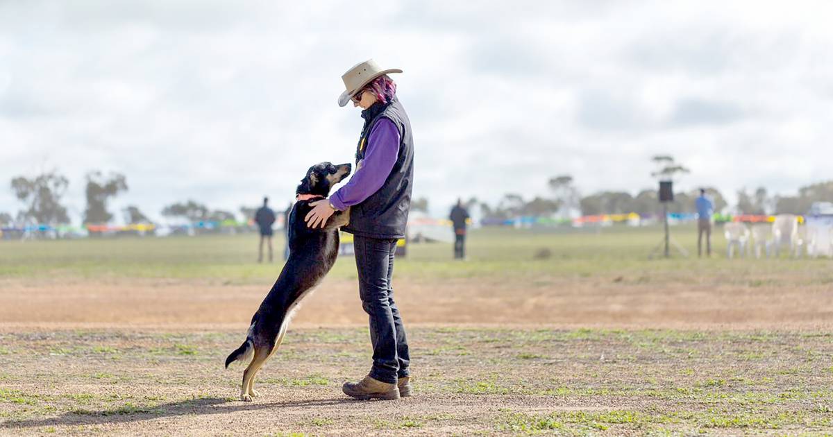 Kumbark Kelpies and Sheepdog’s Nan Lloyd is dedicated to dog training | Farm Weekly