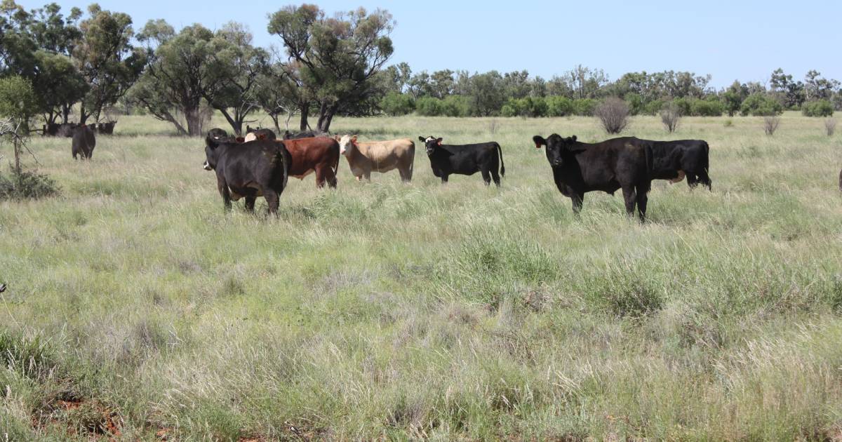 Productive grazing country protected by an exclusion fence