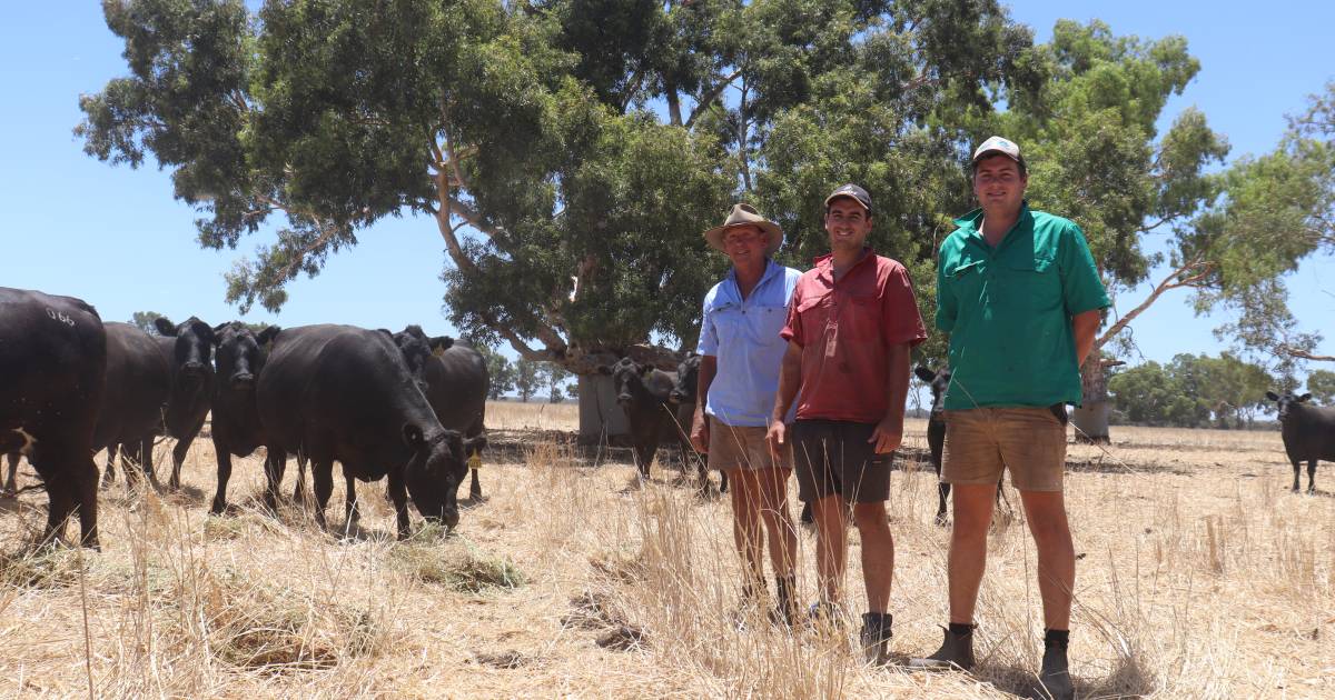 Benalong thrives on Angus genetics