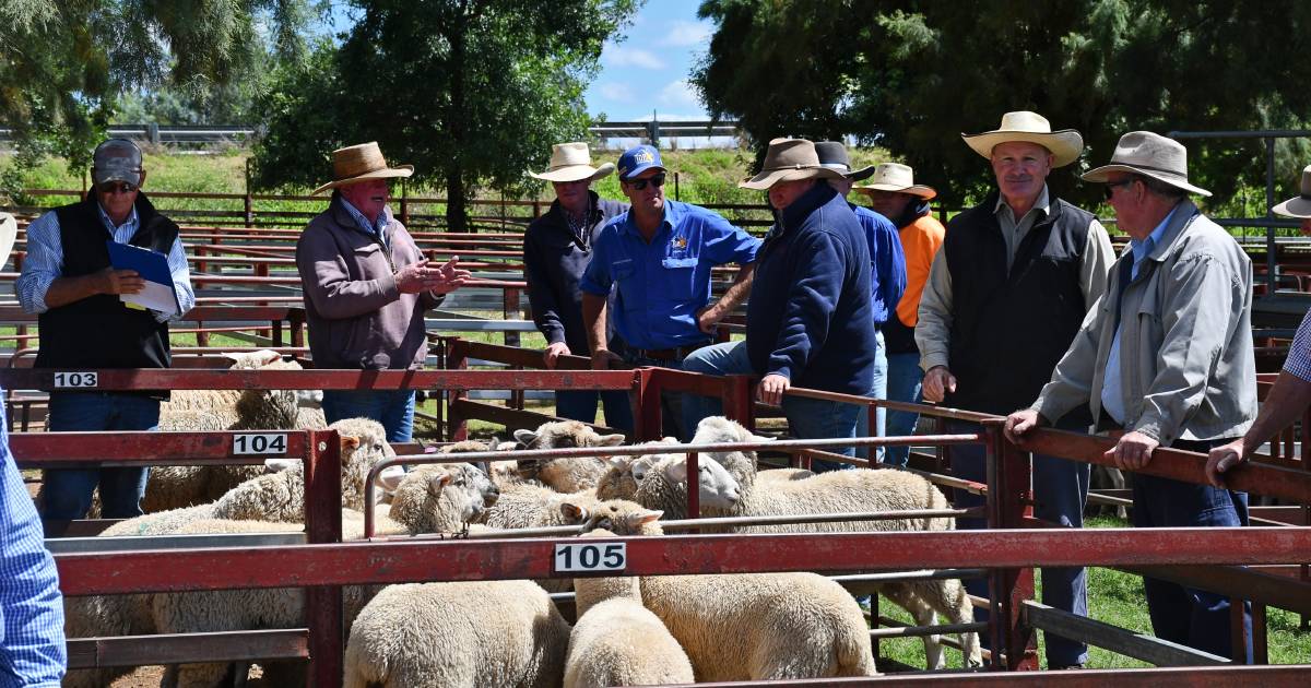 Dorper lambs climb to $213 top at Warwick sheep sale