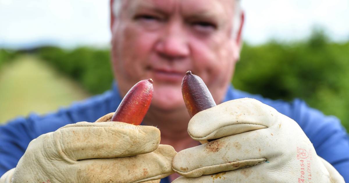 The bloody business of finger lime farming