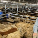 More than 9000 sheep on offer in online sale