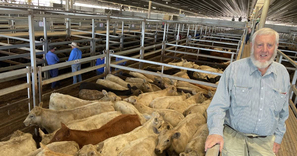 Carcoar steer market dearer than last month