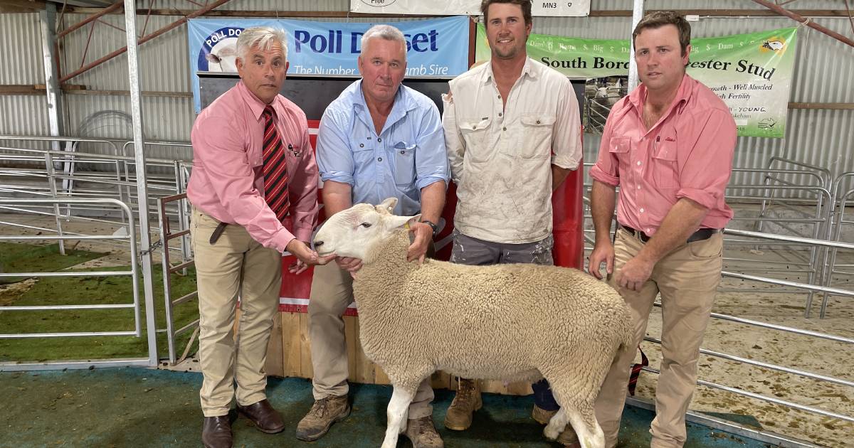 Walcha Show Society British Breed ram sale meets the market