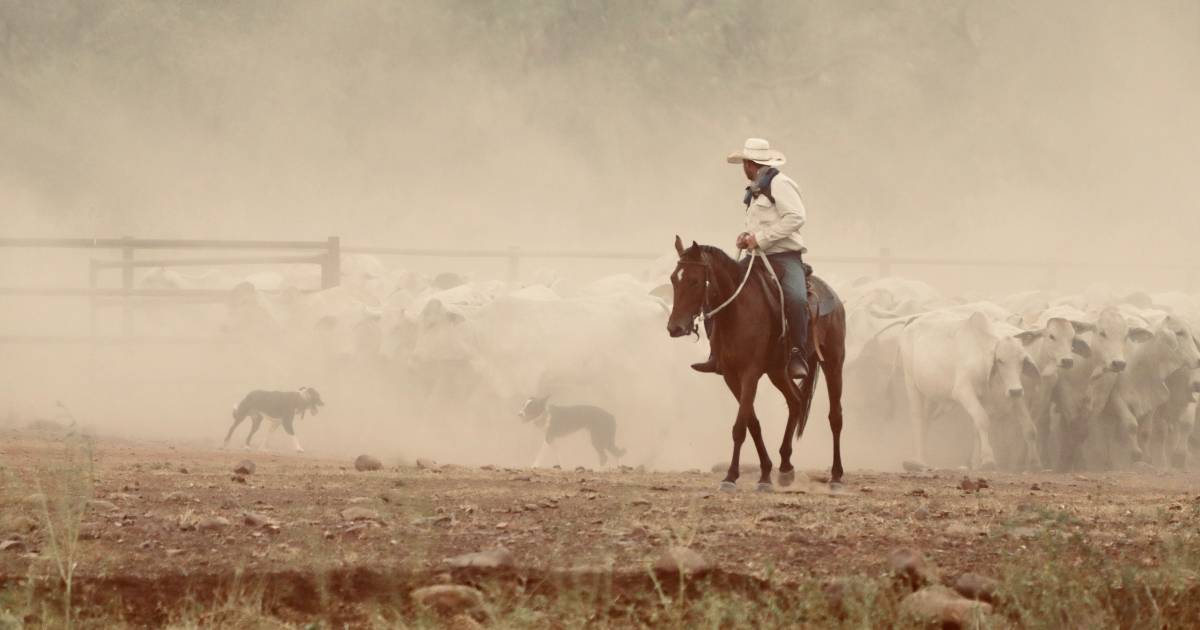 NT Cattlemen’s Associations’ photo comp opens with epic entries | North Queensland Register