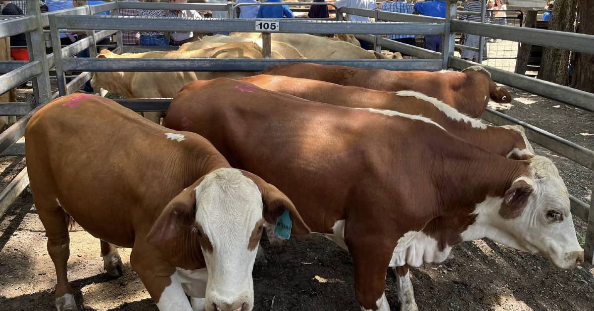 Market dearer for weaners and younger cattle at Woodford