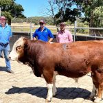 Grafton special female sale tops the season so far