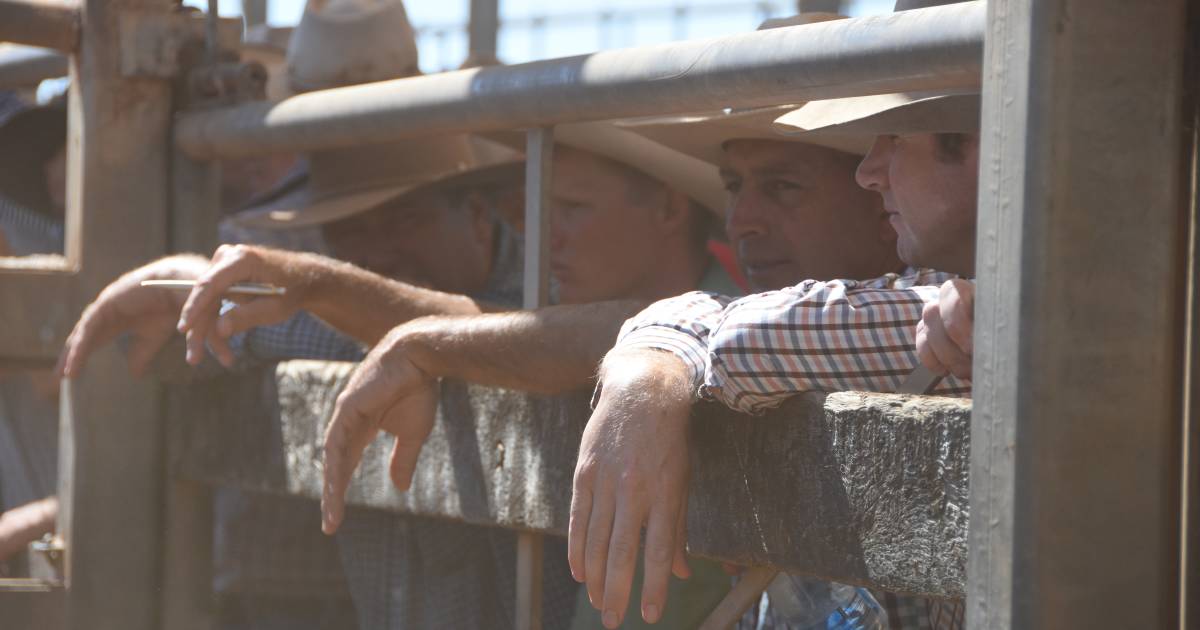 Cows and calves in demand at Laidley