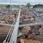 Recruitment: DRAFT 10 FEB – Beef Central