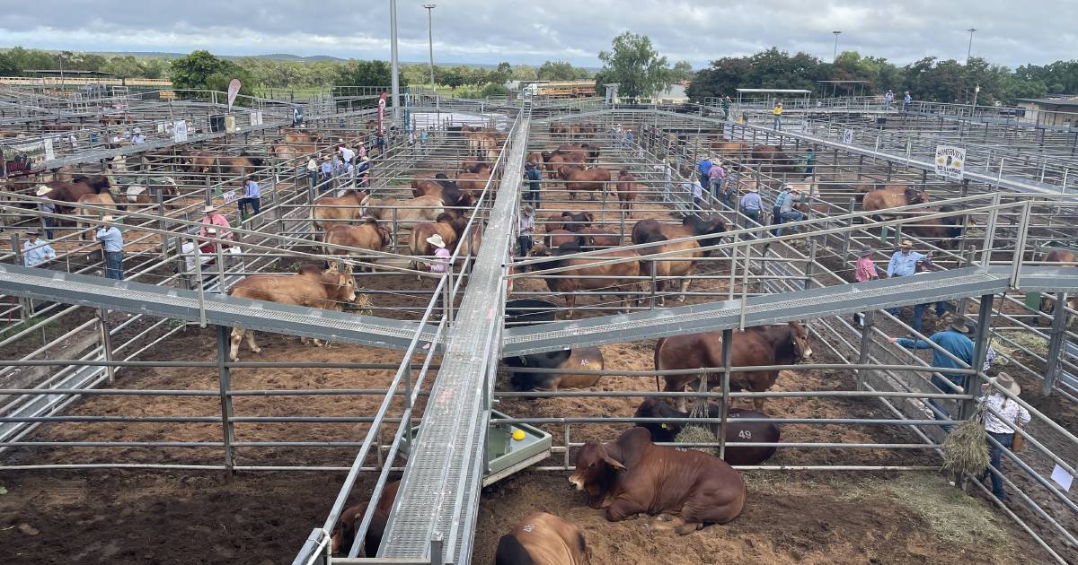 Big Country Bull and Female Sale reaches early $160,000 high | Queensland Country Life