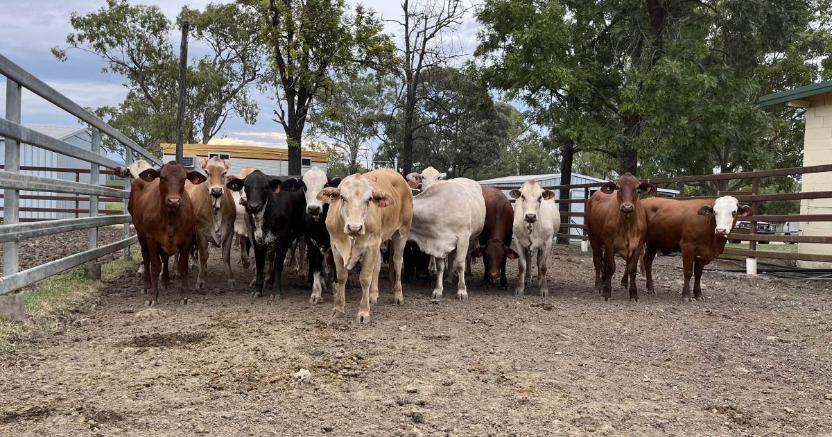 Weaner steers make 570.2c/kg at Monto