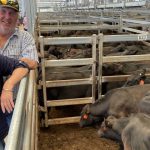 Steers average $1592, while PTIC heifers average $2442 at Nutrien Classic | The Land