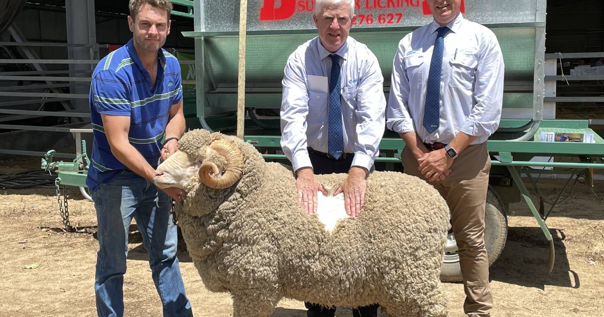 Armidale housed rams average $4271 | The Land