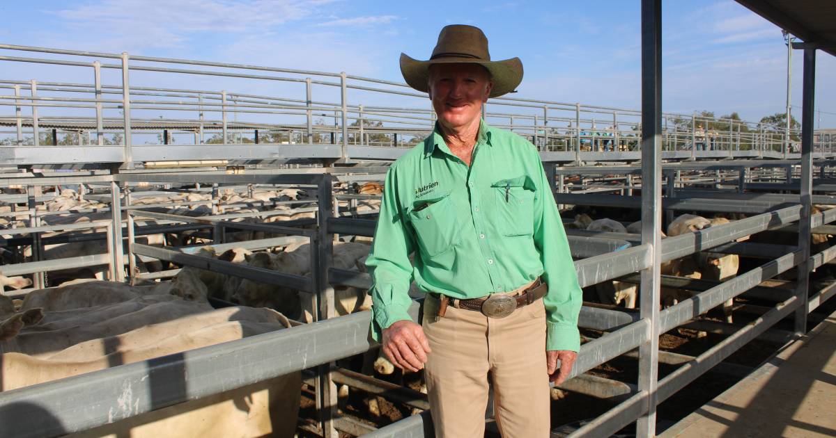 Quality Wandoan steers fire at Dalby sale