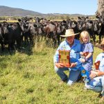 Waverley Downs rams sell to $4000