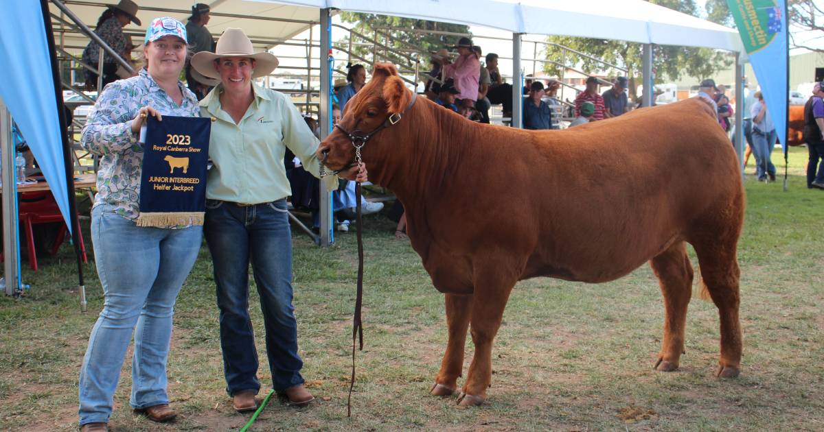 Limousin dominate jackpot competition