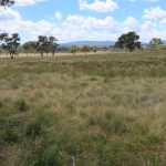 Solid bullock market powers demand for feeder steers at Emerald