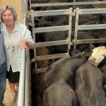 Cattle market softens as values decline