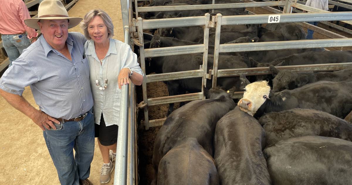 Light Angus steers sell from $965 to $1600/head | The Land