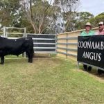 Light cattle in short supply at Roma sale, leading to a softening in the market