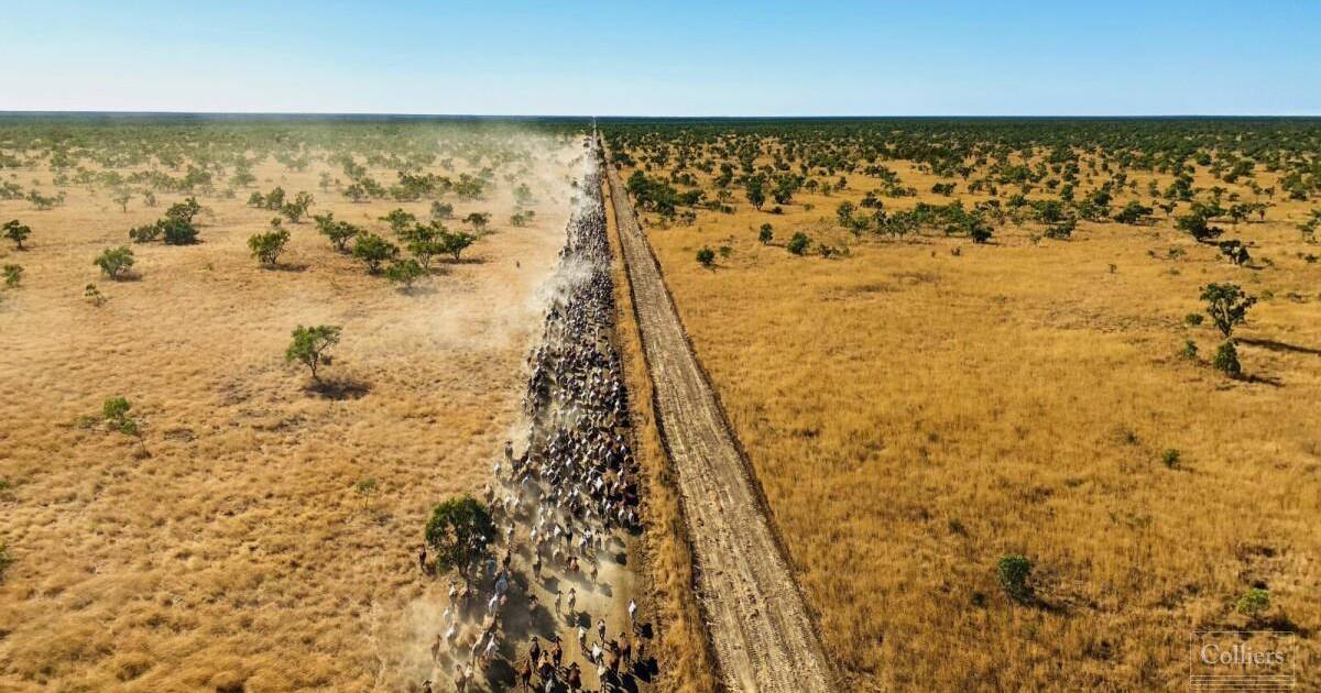 Enormous cattle station and herd hits the market together