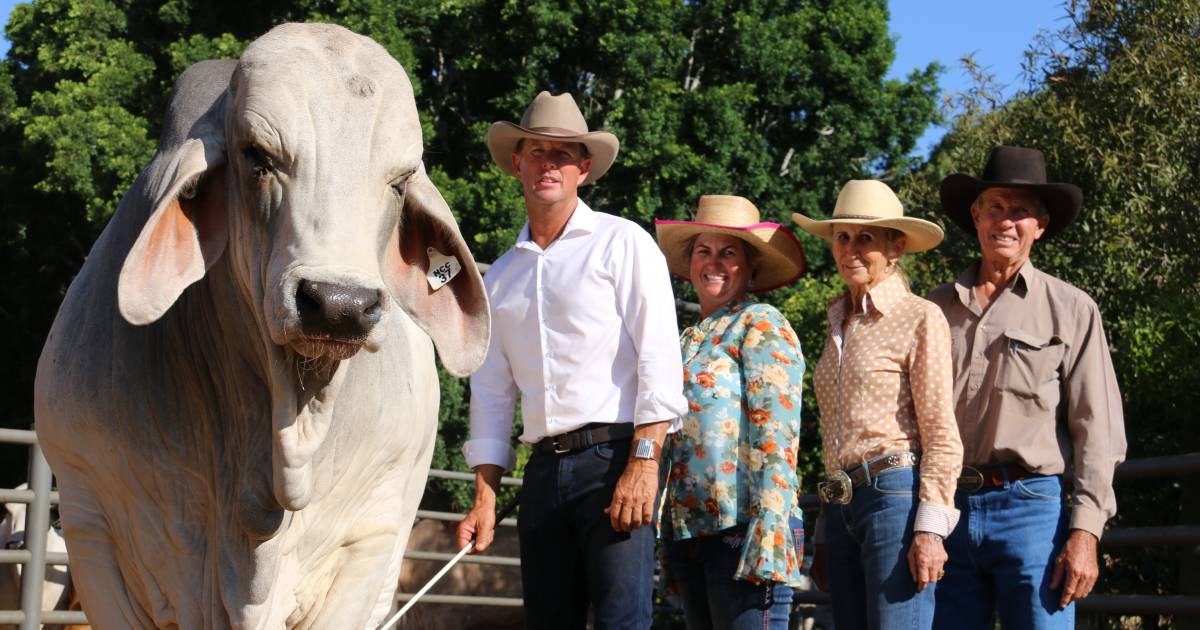 Record breaking bull's genetics in hot demand at Big Country sale