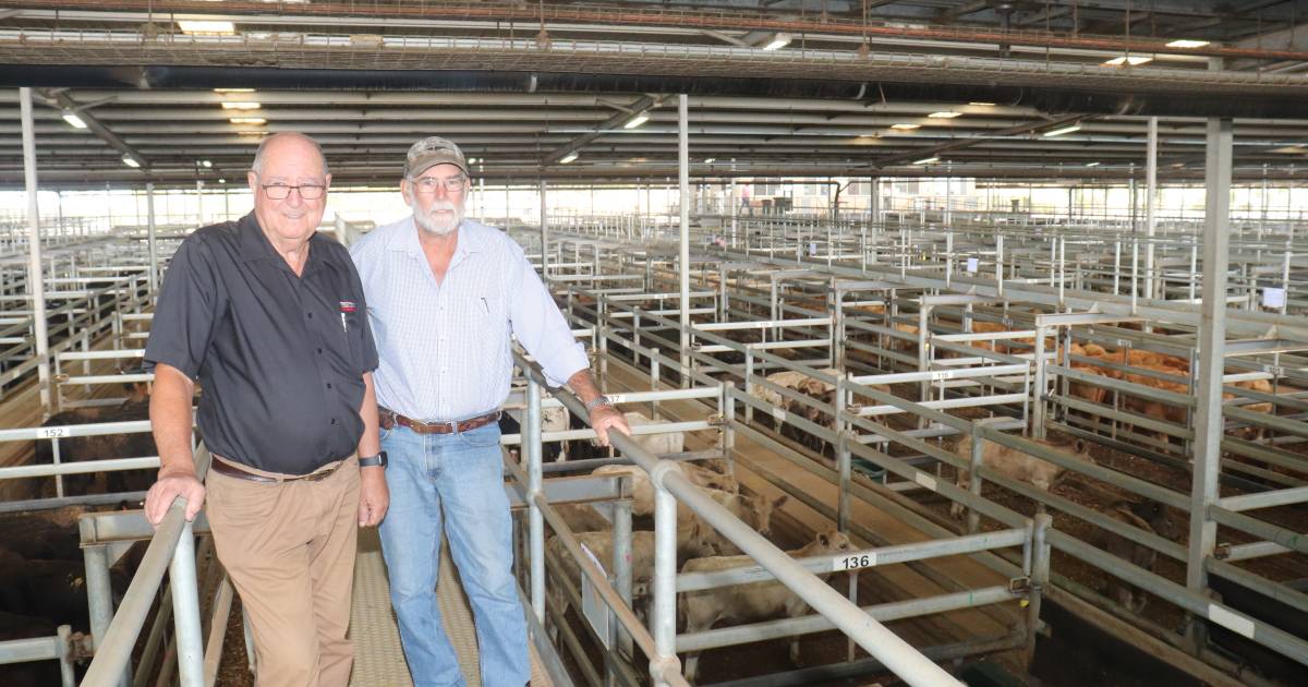 Muchea yearlings make $1808 | Farm Weekly