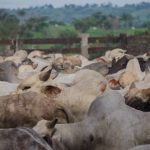 Ribbons to Schute Bell charity steers as countdown begins to Sydney Royal Show | The Land