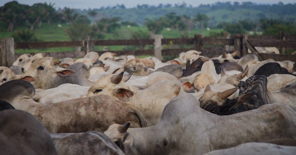 Suspected mad cow disease case in Brazil