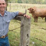 Drier days play on cattle prices